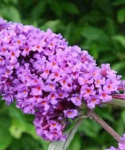 Future Forests Buddleja Davidii Border Beauty 13 Future Forests Buddleja Davidii Border Beauty