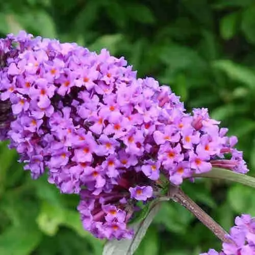 Future Forests Buddleja Davidii Border Beauty 8 Future Forests Buddleja Davidii Border Beauty