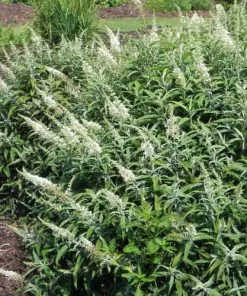 Future Forests Shrubs Buddleja Davidii White Ball