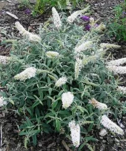 Future Forests Shrubs Buddleja Davidii White Ball