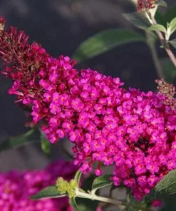 Future Forests Shrubs Buddleja Davidii Buzz Hot Raspberry