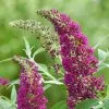 Future Forests Shrubs Buddleja Davidii Buzz Hot Raspberry 1 Future Forests Shrubs Buddleja Davidii Buzz Hot Raspberry