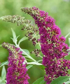 Future Forests Shrubs Buddleja Davidii Buzz Hot Raspberry