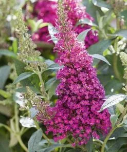 Future Forests Shrubs Buddleja Davidii Buzz Hot Raspberry