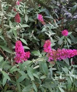 Future Forests Shrubs Buddleja Davidii Buzz Hot Raspberry