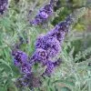Future Forests Buddleja Davidii Buzz Sky Blue Shrubs