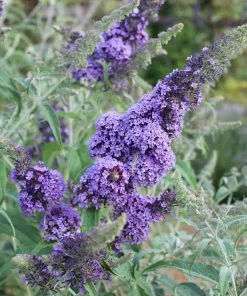 Future Forests Buddleja Davidii Buzz Sky Blue Shrubs