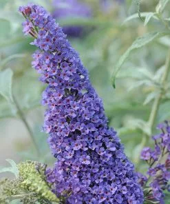 Future Forests Buddleja Davidii Buzz Sky Blue Shrubs
