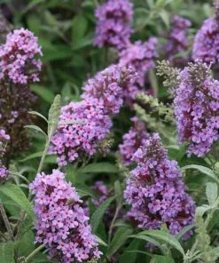 Future Forests Buddleja Davidii Buzz Sky Blue Shrubs