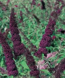 Future Forests Buddleja Davidii Black Knight Shrubs