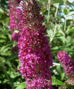 Future Forests Buddleja Davidii Summer Beauty Shrubs