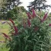 Future Forests Buddleja Davidii Summer Beauty Shrubs 1 Future Forests Buddleja Davidii Summer Beauty Shrubs