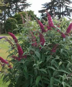 Future Forests Buddleja Davidii Summer Beauty Shrubs