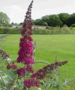 Future Forests Buddleja Davidii Summer Beauty Shrubs