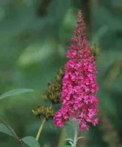 Future Forests Buddleja Davidii Summer Beauty Shrubs