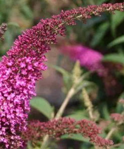 Future Forests Buddleja Davidii Summer Beauty Shrubs