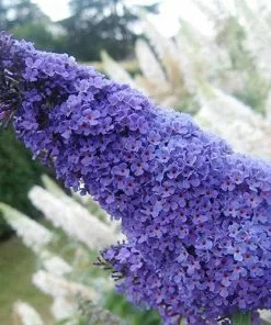 Future Forests Buddleja Davidii Buzz Lavender Shrubs