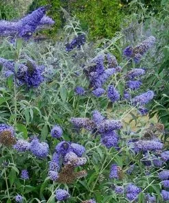 Future Forests Buddleja Davidii Buzz Lavender Shrubs