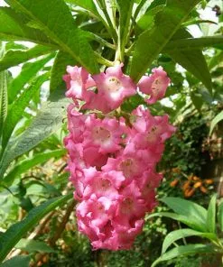 Future Forests Buddleja Colvilei