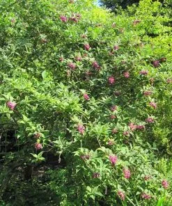 Future Forests Buddleja Colvilei