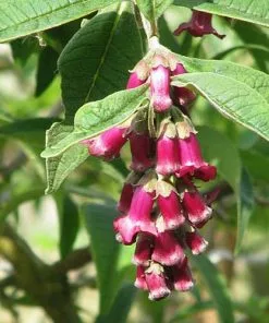 Future Forests Buddleja Colvilei