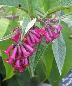 Future Forests Buddleja Colvilei