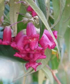 Future Forests Buddleja Colvilei