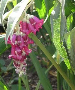 Future Forests Buddleja Colvilei