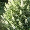 Future Forests Buddleja Davidii White Bouquet Shrubs