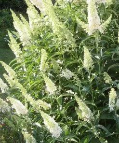 Future Forests Buddleja Davidii White Bouquet Shrubs
