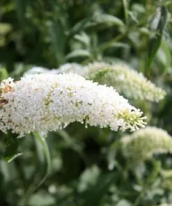 Future Forests Buddleja Davidii White Bouquet Shrubs