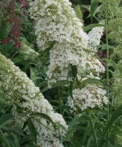 Future Forests Buddleja Davidii White Bouquet Shrubs