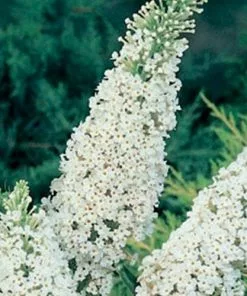 Future Forests Buddleja Davidii White Bouquet Shrubs