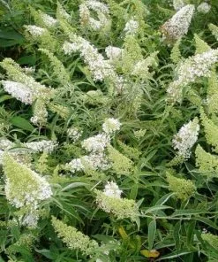 Future Forests Buddleja Davidii White Bouquet Shrubs