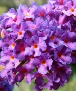 Future Forests Buddleja Davidii Black Knight Shrubs 8 Future Forests Buddleja Davidii Black Knight Shrubs