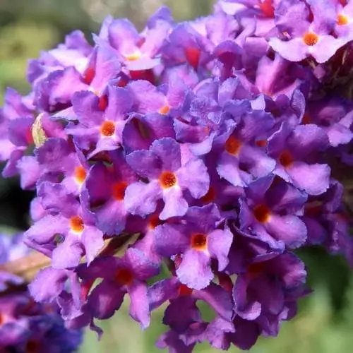 Future Forests Buddleja Davidii Black Knight Shrubs 4 Future Forests Buddleja Davidii Black Knight Shrubs