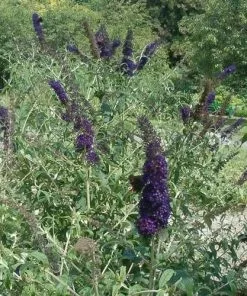 Future Forests Buddleja Davidii Black Knight Shrubs 9 Future Forests Buddleja Davidii Black Knight Shrubs