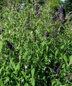 Future Forests Buddleja Davidii Black Knight Shrubs 10 Future Forests Buddleja Davidii Black Knight Shrubs