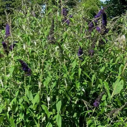 Future Forests Buddleja Davidii Black Knight Shrubs 6 Future Forests Buddleja Davidii Black Knight Shrubs