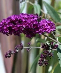 Future Forests Buddleja Davidii Black Knight Shrubs 11 Future Forests Buddleja Davidii Black Knight Shrubs