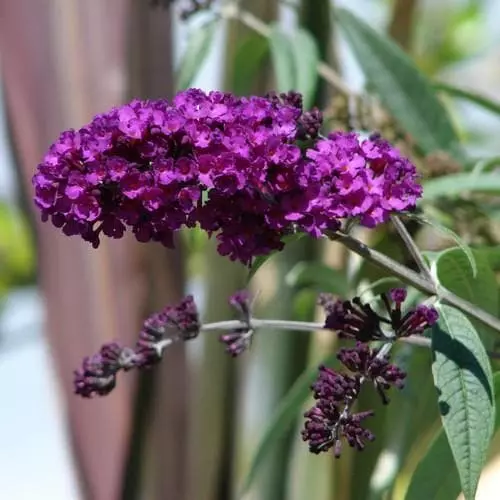 Future Forests Buddleja Davidii Black Knight Shrubs 7 Future Forests Buddleja Davidii Black Knight Shrubs
