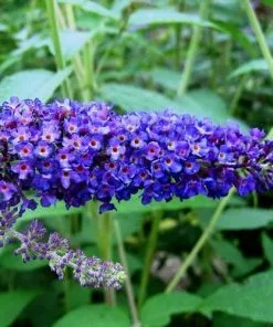 Future Forests Buddleja Davidii Empire Blue