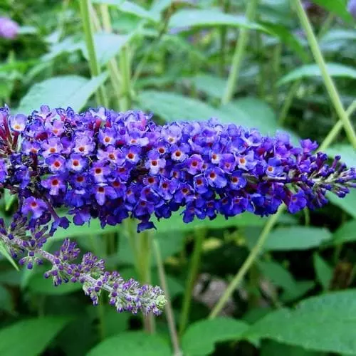 Future Forests Buddleja Davidii Empire Blue 3 Future Forests Buddleja Davidii Empire Blue