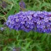 Future Forests Shrubs Buddleja Davidii Nanho Blue