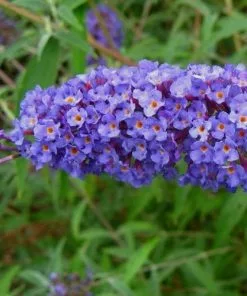 Future Forests Shrubs Buddleja Davidii Nanho Blue