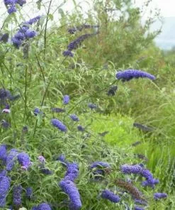 Future Forests Shrubs Buddleja Davidii Nanho Blue
