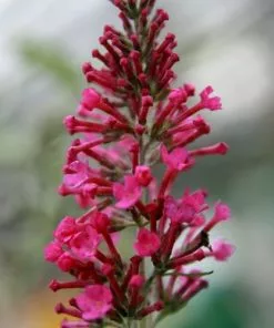 Future Forests Shrubs Buddleja Davidii Pink Delight 9 Future Forests Shrubs Buddleja Davidii Pink Delight