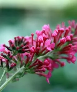 Future Forests Shrubs Buddleja Davidii Pink Delight 8 Future Forests Shrubs Buddleja Davidii Pink Delight