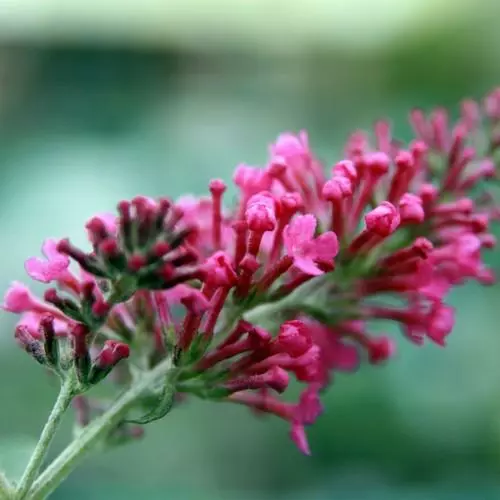 Future Forests Shrubs Buddleja Davidii Pink Delight 5 Future Forests Shrubs Buddleja Davidii Pink Delight
