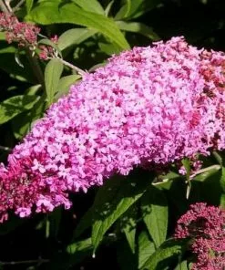 Future Forests Shrubs Buddleja Davidii Pink Delight